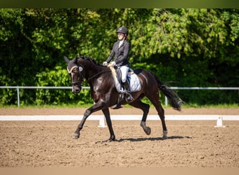 Hannoveraner, Wallach, 10 Jahre, 166 cm, Rappe