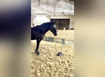 Hannoveraner, Wallach, 10 Jahre, 166 cm, Rappe