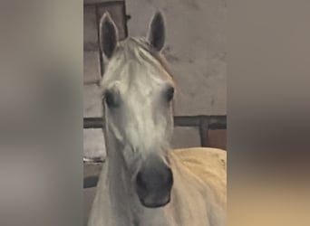 Hannoveraner, Wallach, 10 Jahre, 166 cm, Schimmel
