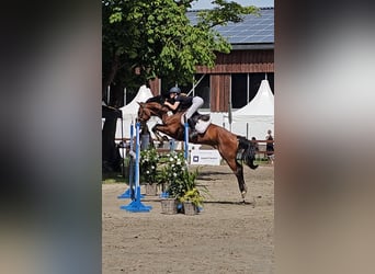 Hannoveraner, Wallach, 10 Jahre, 167 cm, Brauner