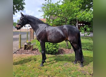 Hannoveraner, Wallach, 10 Jahre, 167 cm, Dunkelbrauner