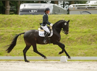Hannoveraner, Wallach, 10 Jahre, 167 cm, Dunkelbrauner