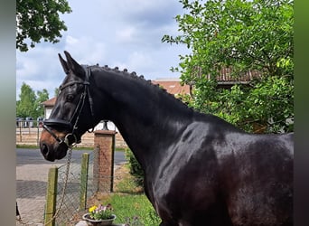 Hannoveraner, Wallach, 10 Jahre, 167 cm, Dunkelbrauner