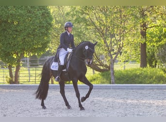 Hannoveraner, Wallach, 10 Jahre, 167 cm, Dunkelbrauner