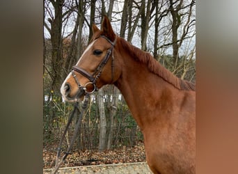 Hannoveraner, Wallach, 10 Jahre, 167 cm, Dunkelfuchs