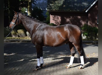 Hannoveraner, Wallach, 10 Jahre, 168 cm, Brauner