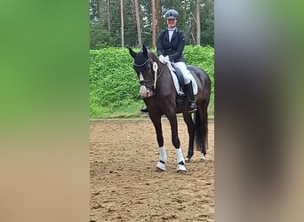 Hannoveraner, Wallach, 10 Jahre, 168 cm, Brauner