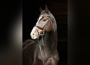 Hannoveraner, Wallach, 10 Jahre, 168 cm, Brauner