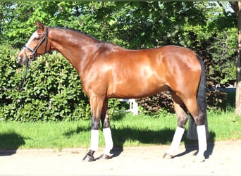 Hannoveraner, Wallach, 10 Jahre, 168 cm, Brauner