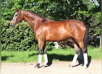 Hannoveraner, Wallach, 10 Jahre, 168 cm, Brauner