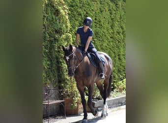 Hannoveraner, Wallach, 10 Jahre, 168 cm, Dunkelbrauner