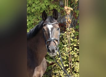 Hannoveraner, Wallach, 10 Jahre, 168 cm, Dunkelbrauner