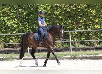 Hannoveraner, Wallach, 10 Jahre, 168 cm, Dunkelbrauner
