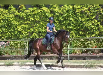 Hannoveraner, Wallach, 10 Jahre, 168 cm, Dunkelbrauner