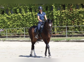 Hannoveraner, Wallach, 10 Jahre, 168 cm, Dunkelbrauner