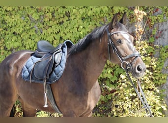Hannoveraner, Wallach, 10 Jahre, 168 cm, Dunkelbrauner