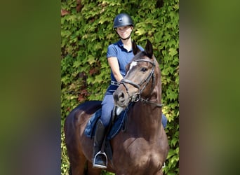 Hannoveraner, Wallach, 10 Jahre, 168 cm, Dunkelbrauner