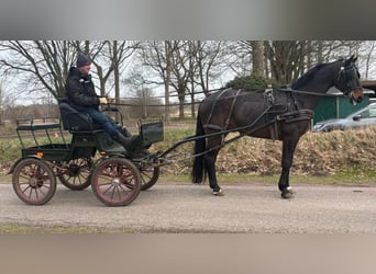 Hannoveraner, Wallach, 10 Jahre, 168 cm, Dunkelbrauner