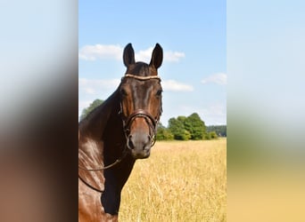 Hannoveraner, Wallach, 10 Jahre, 169 cm, Dunkelbrauner