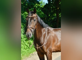 Hannoveraner, Wallach, 10 Jahre, 169 cm, Dunkelbrauner