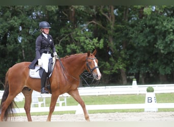 Hannoveraner, Wallach, 10 Jahre, 169 cm, Fuchs