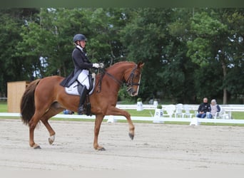 Hannoveraner, Wallach, 10 Jahre, 169 cm, Fuchs