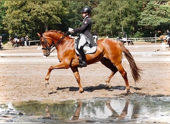 Hannoveraner, Wallach, 10 Jahre, 169 cm, Fuchs