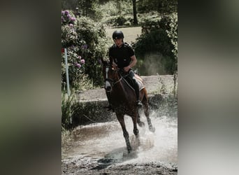 Hannoveraner, Wallach, 10 Jahre, 170 cm, Brauner