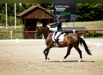 Hannoveraner, Wallach, 10 Jahre, 170 cm, Dunkelbrauner