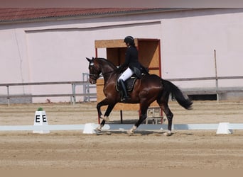 Hannoveraner, Wallach, 10 Jahre, 170 cm, Dunkelbrauner