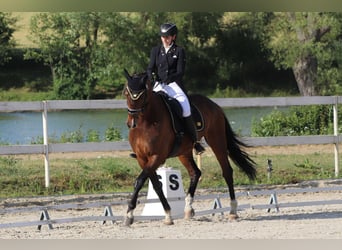 Hannoveraner, Wallach, 10 Jahre, 170 cm, Dunkelbrauner