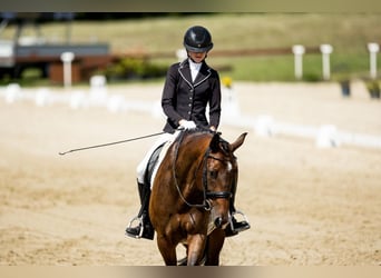 Hannoveraner, Wallach, 10 Jahre, 170 cm, Dunkelbrauner