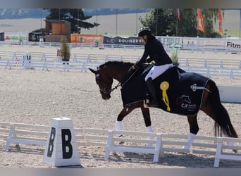 Hannoveraner, Wallach, 10 Jahre, 170 cm, Dunkelbrauner