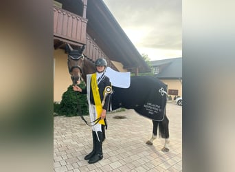 Hannoveraner, Wallach, 10 Jahre, 170 cm, Dunkelbrauner