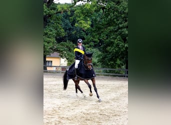 Hannoveraner, Wallach, 10 Jahre, 170 cm, Dunkelbrauner