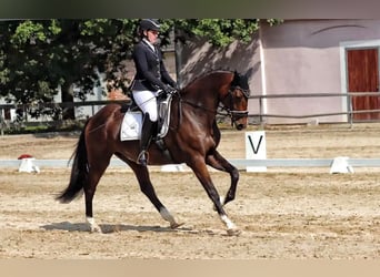 Hannoveraner, Wallach, 10 Jahre, 170 cm, Dunkelbrauner