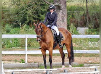 Hannoveraner, Wallach, 10 Jahre, 170 cm, Dunkelbrauner