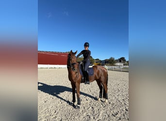 Hannoveraner, Wallach, 10 Jahre, 170 cm, Dunkelfuchs