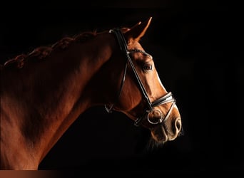 Hannoveraner, Wallach, 10 Jahre, 170 cm, Fuchs