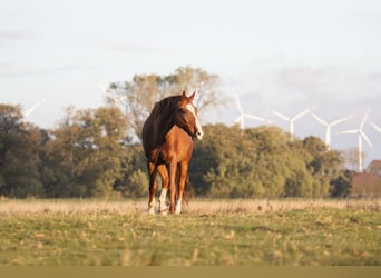 Hannoveraner, Wallach, 10 Jahre, 170 cm, Fuchs