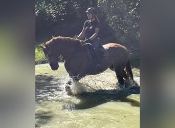 Hannoveraner, Wallach, 10 Jahre, 170 cm, Fuchs