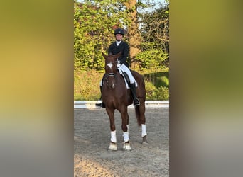 Hannoveraner, Wallach, 10 Jahre, 170 cm, Fuchs