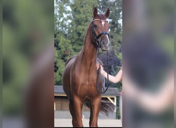 Hannoveraner, Wallach, 10 Jahre, 170 cm, Fuchs