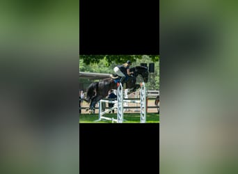 Hannoveraner, Wallach, 10 Jahre, 170 cm, Rappe