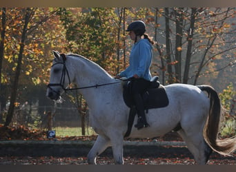 Hannoveraner, Wallach, 10 Jahre, 170 cm, Schimmel