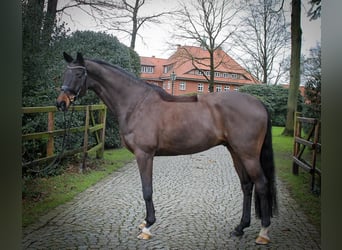 Hannoveraner, Wallach, 10 Jahre, 170 cm, Schwarzbrauner