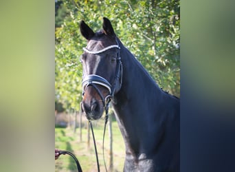 Hannoveraner, Wallach, 10 Jahre, 170 cm, Schwarzbrauner