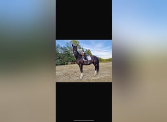 Hannoveraner, Wallach, 10 Jahre, 170 cm, Schwarzbrauner