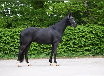 Hannoveraner, Wallach, 10 Jahre, 171 cm, Rappe