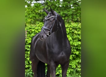Hannoveraner, Wallach, 10 Jahre, 171 cm, Rappe